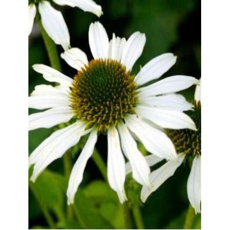 Rudbeckia pourpre 'Avalanche' Godet de 8/9 cm (1/4)