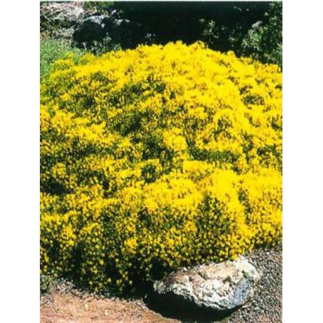 Genêt de Lydie Pot de 3L/4L (1/3)