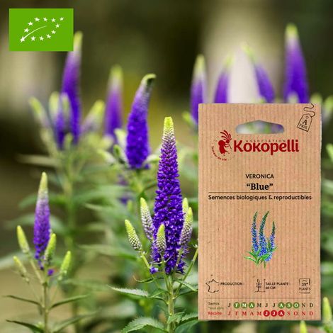 Veronica Blue- Graines bio à semer (1/2)