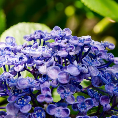 Hortensia Ayesha - Hydrangea macrophylla ayesha Pot 3L