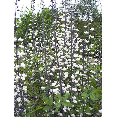 Indigo sauvage blanc 'groupe pendula' Godet de 8/9 cm