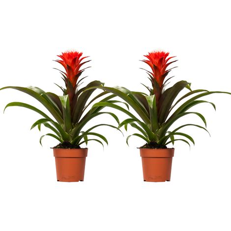 Lot de 2 Plantes d'Intérieur Tropicales Guzmania Hope Fleurs Jaunes et Rouges Ø12 cm H40 cm - PANGIVO
