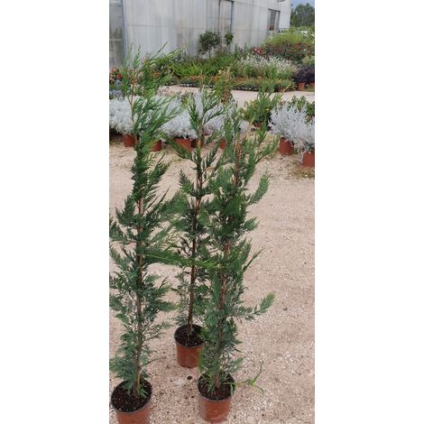 N. 2 PIANTE DI CUPRESSOCYPARIS LEYLANDII in vaso "siepe" alt. 80/100cm