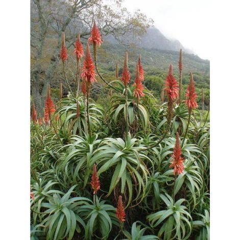 Aloès arborescent, aloès candélabre Pot de 2L/3L