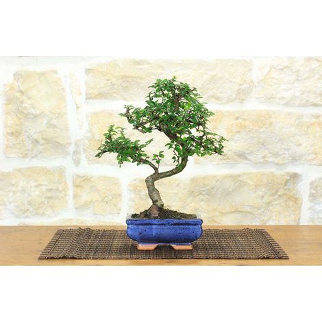 Bonsai di Olmo Cinese vaso cm. 15