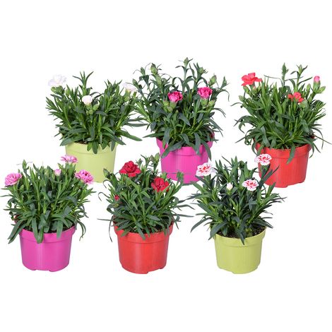 Bloomique - Lot de 6 - Dianthus - Œillet - Mélange de couleurs - Plantes de jardin - 15-20 cm de haut - Pot 10,5 cm