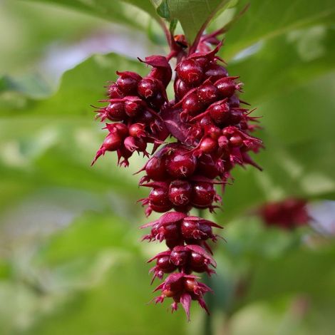 Pépinières Naudet – Arbre aux faisans 'Purple Rain' – Feuillage persistant vert – Fleurs violettes en été – Hauteur à maturité 1-2m – Résistant jusqu'à -15°C (1/2)