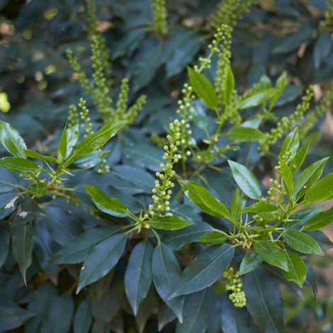 Laurier du Portugal - Prunus lusitanica 80cm en pot (1/2)