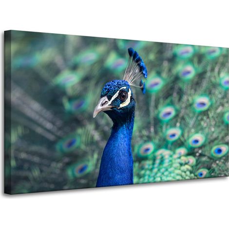 Lienzo impreso con diseño de pavo real colorido, 100x60 cm. Pavo real indio.