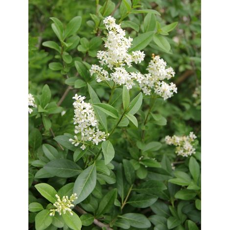 Troène de Californie Pot de 2L/3L