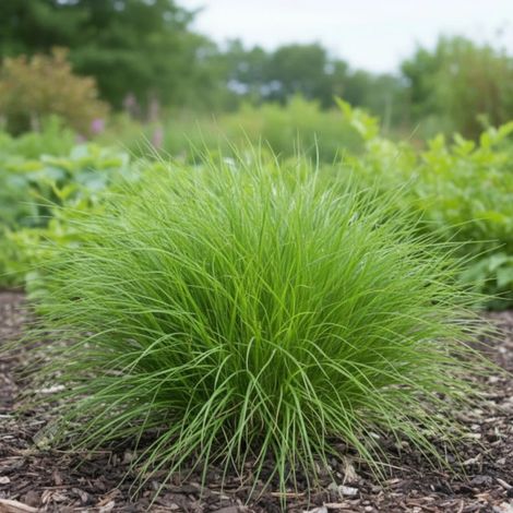 Laîche de pennsylvanie, Carex/Godet - 5/20 cm