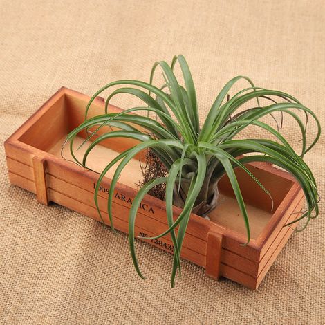 Jardinière rétro en bois fleur, pot à succulentes rectangulaire, plateau de rangement pour bureau et maison (1/5)