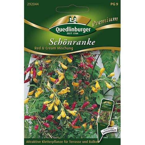 Quedlinburger Saatgut – Eccremocarpus « Red & Cream » en mélange – Graines de fleurs, plante grimpante rouge et crème, 200-300 cm