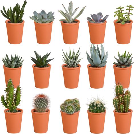 Mélange de 15 Cactus et Succulentes en Pots de Terre Cuite 5,5 cm - Plantes Grasses Décoratives - PANGIVO (1/5)