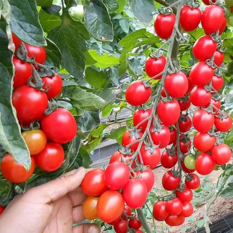 Tomates Cerises Rouges 1000 Graines – Heirloom Non OGM – Indéterminée – Jardin et Salade (1/5)
