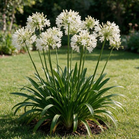 Agapanthe africanus Albus 20cm Godet 9cm - Agapanthus (1/4)