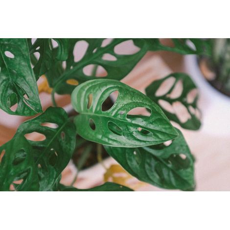 MONSTERA ADANSONII MONSTERA ‘MONKEY MASK’ FOTO REALI H 100CM