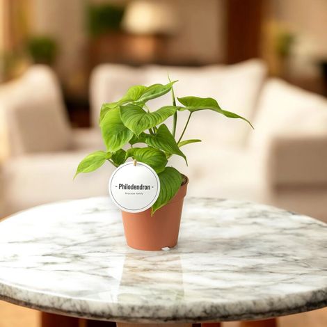 Gardenaria Philodendron 'Peru' - Pianta da interno ornamentale - Altezza: 30 cm (vaso 12) (1/5)