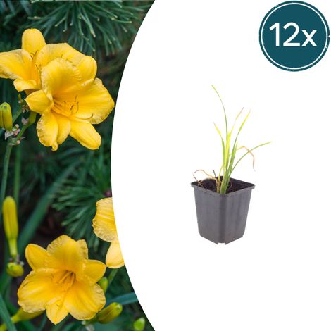 Lot de 12 Hémérocalles Stella de Oro Vivaces Fleurs Jaune Doré Hauteur 10-25 cm Pot Ø 9 cm - PANGIVO (1/5)