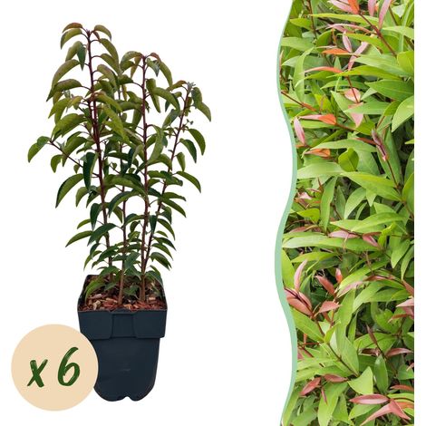 Prunus lusitanica Angustifolia Laurier du Portugal Plante de Haie Persistante Lot de 6 Pot 17cm 50cm - PANGIVO (1/5)