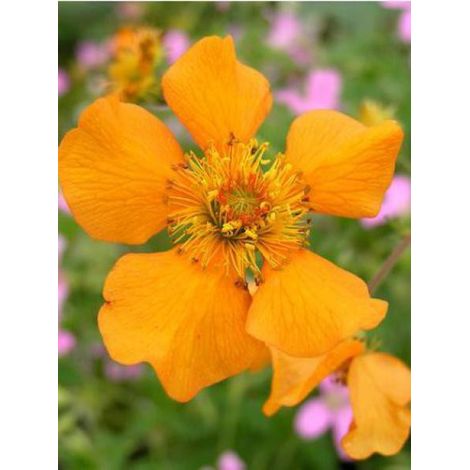 Benoite 'Prinses Juliana' Godet de 8/9 cm (1/2)