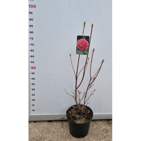 PIANTA DI AZALEA MOLLIS-KNAPHLL VASO 22 CM (foto reale) COLORI MIX