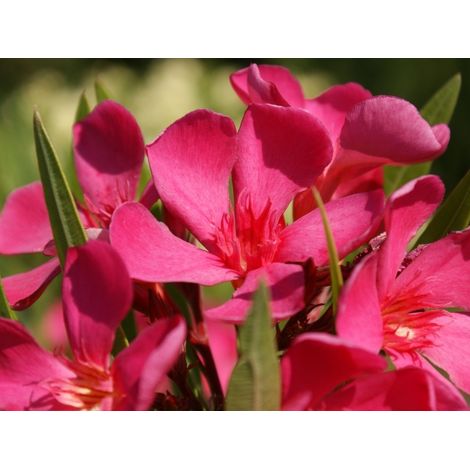 Oleandro Rosa Intenso "Nerium Oleander" pianta in vaso 9 cm Rosa intenso - Select 1: Rosa intenso
