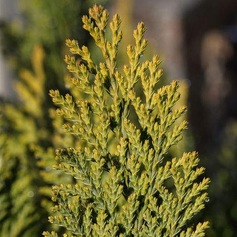 Thuya occidental Aurea Nana - Thuja occidentalis Aurea Nana 30/40cm Pot 4L