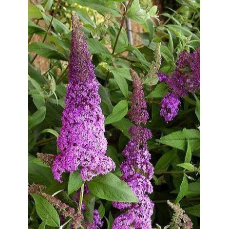 Arbre aux papillons Rêve De Papillon Pink® 'Minpap' Pot de 4L/5L (1/3)