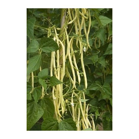 Haricot à rames mangetout Monte Gusto – Graines précoces – Gousses jaunes d'or 25 cm – Semis mi-mai à mi-juillet – Récolte de juillet à octobre – Graines Bocquet (1/2)