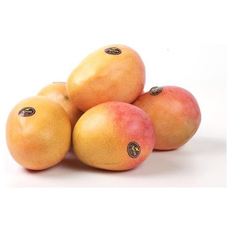 MANGIFERA INDICA PIANTA DI MANGO MAYA INNESTATA FOTO REALI H 140cm
