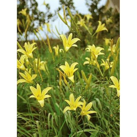 Lis d'un jour, Hémérocalle jaune parfumée Godet de 8/9 cm (1/3)