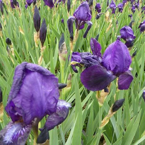 4 x Iris des jardins - Iris germanica 'Black Knight' - godet (1/5)