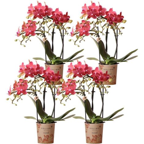 Lot de 4 Orchidées Phalaenopsis Fleurs Orange et Rouge - Pot Ø 9 cm - H 30-35 cm - PANGIVO (1/4)