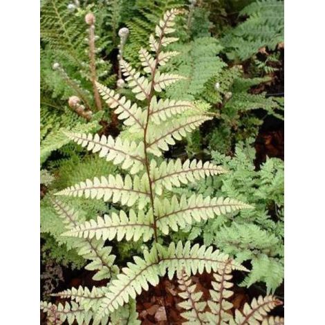 Athyrium otophorum 'Okanum' (1/3)