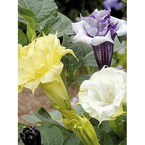 Datura 'Ballerina Mixed' le sachet de 8 graines (1/2)