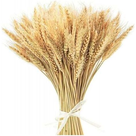 QORVA-Fleurs Séchées,100 pcs Blé Séché Bouquets , 40 cm Naturel Fleur Bouquet de Fleurs Sechees pour Vases, Decoration Chambre Maison Salon, Mariage Photographier Table Décoration (1/4)