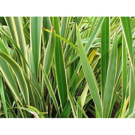 Phormium Tenax Variegatum