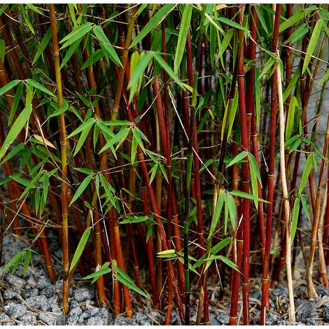 Gardenaria Fargesia Asia Wonder - Fargesia 'Asia Wonder' - Bambù ornamentale da esterno - Altezza: 40/80 cm (vaso 18) (1/2)