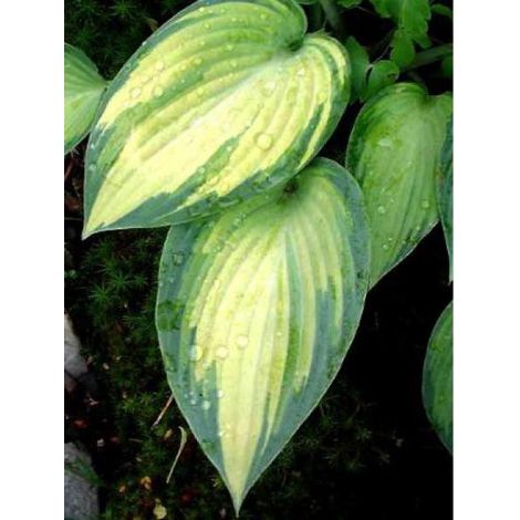 Hosta tardiana 'June' Godet de 8/9 cm (1/5)