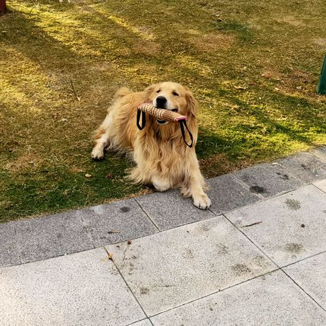Beißkissen für Hundetraining, Beißspielzeug für Hunde (1/5)