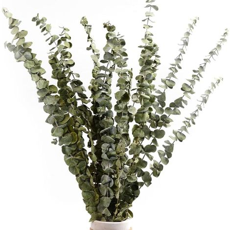 Ramo de eucalipto seco natural de 12 a 14 piezas, ramo de flores secas naturales de 40 a 60 cm para decoración de dormitorio, sala de estar, pasillo y balcón. (1/5)