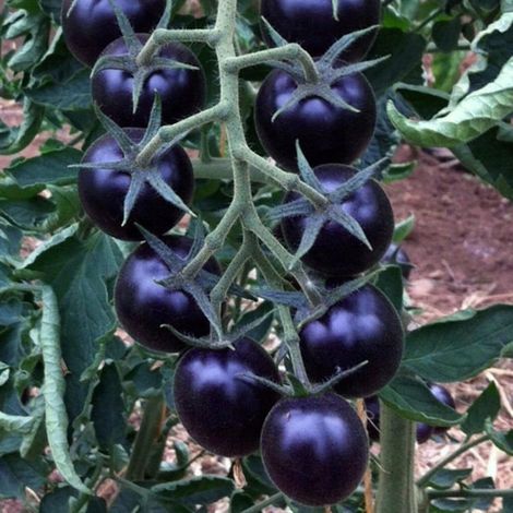 Semences Tomate Cerise Noire 50 – Graines Légumes pour Jardin, Pots et Culture Intérieure (1/5)