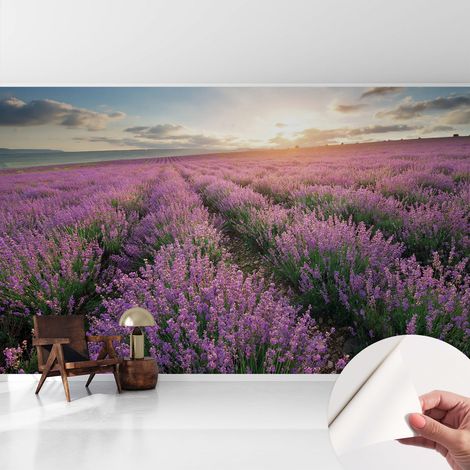 Carta da parati adesiva - lavabile - decorazione murale - per cucina - pellicola decorativa Campi di lavanda 416x254 cm (1/5)