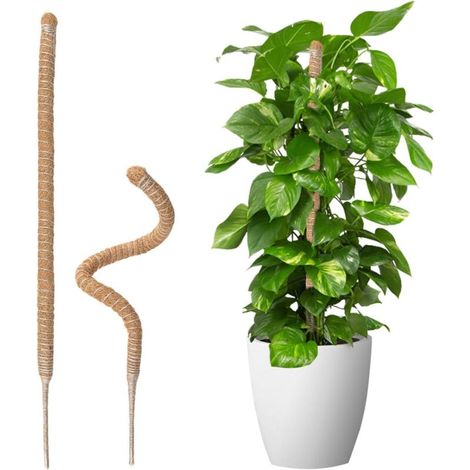 2 Pièces Tuteur Plante Grimpante en Coco sur Piquet, Support de Croissance de Plantes Grimpantes, Poteau Pliable en Coco de 5 mm de Largeur pour Jardin et Plantes Monstera, 70 cm (1/5)