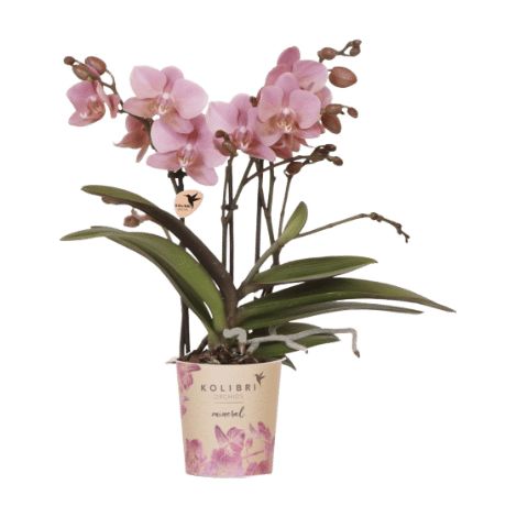 Orchidée Phalaenopsis Rose Ancien Fleurie Plante d'Intérieur Pot 9 cm et 12 cm - PANGIVO (1/5)