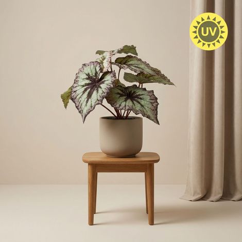 Bégonia Artificiel en Pot 26 cm Plante Artificielle Gris-Violet Résistant UV Intérieur Extérieur - PANGIVO (1/5)