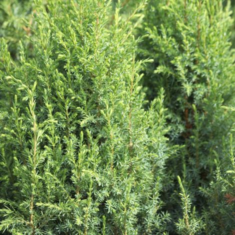 Genévrier commun Compressa, Juniperus/Pot de 3L - 20/40 cm