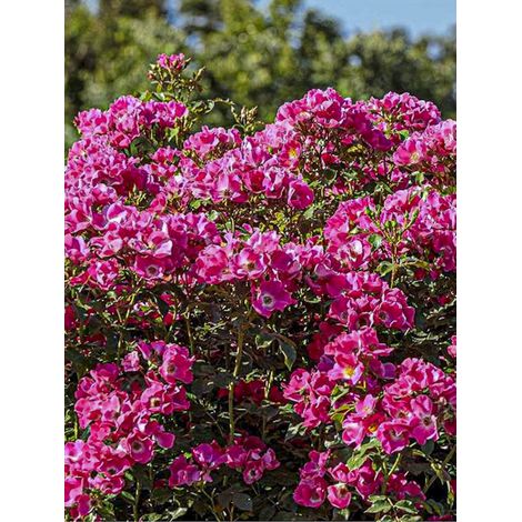 Rosier à massif 'Purple Meicosme' Pot de 2L/3L