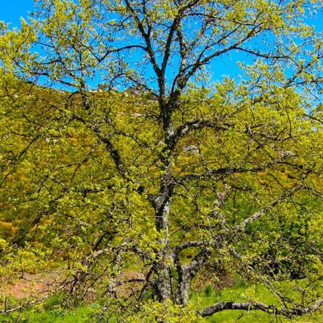 Chêne tauzin (Quercus toza) (1/4)